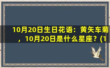 10月20日生日花语：黄矢车菊，10月20日是什么星座？(10月20号的生辰花是什么花）