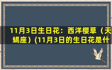 11月3日生日花：西洋樱草（天蝎座）(11月3日的生日花是什么花）