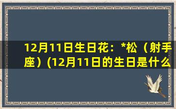 12月11日生日花：*松（射手座）(12月11日的生日是什么星座）