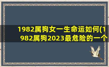 1982属狗女一生命运如何(1982属狗2023最危险的一个月)