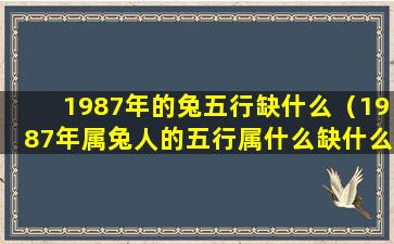 1987年的兔五行缺什么（1987年属兔人的五行属什么缺什么）