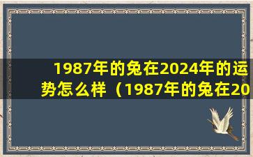 1987年的兔在2024年的运势怎么样（1987年的兔在2024年的运势怎么样女）