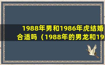 1988年男和1986年虎结婚合适吗（1988年的男龙和1986年的女虎婚姻如何）