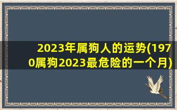 2023年属狗人的运势(1970属狗2023最危险的一个月)