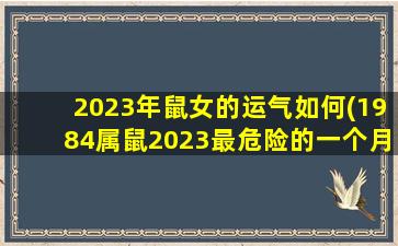 2023年鼠女的运气如何(1984属鼠2023最危险的一个月)