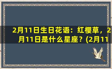 2月11日生日花语：红樱草，2月11日是什么星座？(2月11日是什么星座）