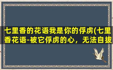 七里香的花语我是你的俘虏(七里香花语-被它俘虏的心，无法自拔)