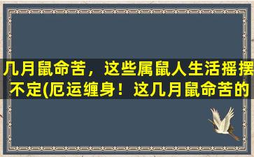 几月鼠命苦，这些属鼠人生活摇摆不定(厄运缠身！这几月鼠命苦的属鼠人生活步步不稳)