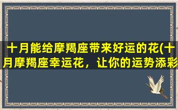 十月能给摩羯座带来好运的花(十月摩羯座幸运花，让你的运势添彩！)