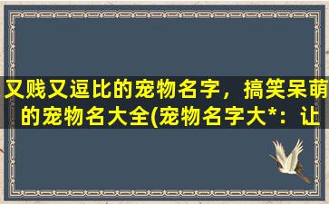 又贱又逗比的宠物名字，搞笑呆萌的宠物名大全(宠物名字大*：让你笑出猫粮)