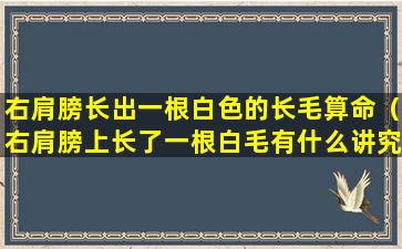 右肩膀长出一根白色的长毛算命（右肩膀上长了一根白毛有什么讲究吗）