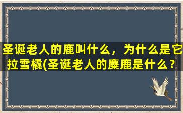 圣诞老人的鹿叫什么，为什么是它拉雪橇(圣诞老人的麋鹿是什么？为什么麋鹿要拉雪橇？)