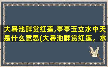 大暑池畔赏红莲,亭亭玉立水中天是什么意思(大暑池畔赏红莲，水中天亭亭玉立，惊艳全城)