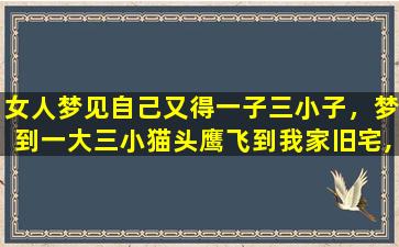 女人梦见自己又得一子三小子，梦到一大三小猫头鹰飞到我家旧宅,是什么意思