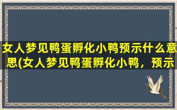 女人梦见鸭蛋孵化小鸭预示什么意思(女人梦见鸭蛋孵化小鸭，预示什么意思？)