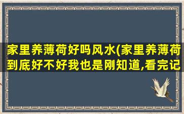 家里养薄荷好吗风水(家里养薄荷到底好不好我也是刚知道,看完记得提醒家人)