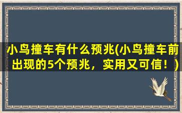 小鸟撞车有什么预兆(小鸟撞车前出现的5个预兆，实用又可信！)