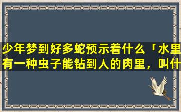 少年梦到好多蛇预示着什么「水里有一种虫子能钻到人的肉里，叫什么前开做了一个梦，腿上好多那玩意，做何解」