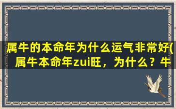 属牛的本命年为什么运气非常好(属牛本命年zui旺，为什么？牛年运气大解析！)