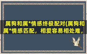 属狗和属*情感终极配对(属狗和属*情感匹配，相爱容易相处难，应该如何处理？)