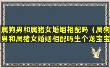 属狗男和属猪女婚姻相配吗（属狗男和属猪女婚姻相配吗生个龙宝宝会怎么样）