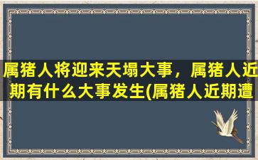 属猪人将迎来天塌大事，属猪人近期有什么大事发生(属猪人近期遭遇大事，是否实现天塌地陷？)