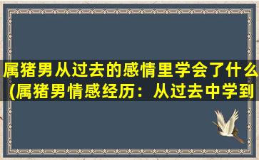 属猪男从过去的感情里学会了什么(属猪男情感经历：从过去中学到的教训)