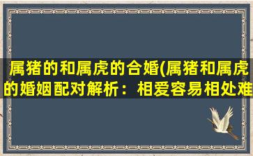 属猪的和属虎的合婚(属猪和属虎的婚姻配对解析：相爱容易相处难，精华与疑点揭秘)