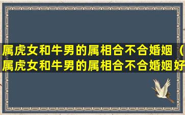 属虎女和牛男的属相合不合婚姻（属虎女和牛男的属相合不合婚姻好吗）