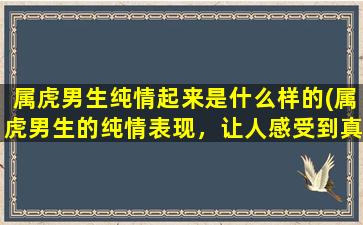 属虎男生纯情起来是什么样的(属虎男生的纯情表现，让人感受到真挚深情的特质)