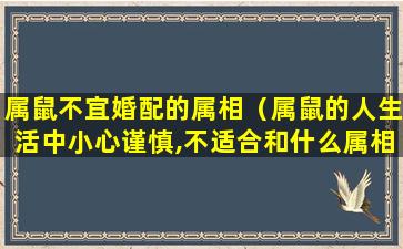 属鼠不宜婚配的属相（属鼠的人生活中小心谨慎,不适合和什么属相的人结婚）