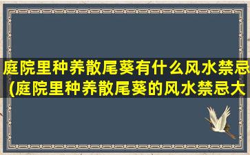 庭院里种养散尾葵有什么风水禁忌(庭院里种养散尾葵的风水禁忌大揭秘，必看！)