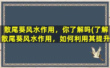 散尾葵风水作用，你了解吗(了解散尾葵风水作用，如何利用其提升生活质量？)