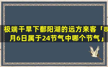 极端干旱下鄱阳湖的远方来客「8月6日属于24节气中哪个节气」