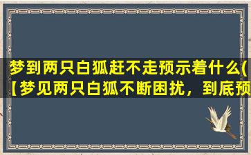 梦到两只白狐赶不走预示着什么(【梦见两只白狐不断困扰，到底预示什么？】)