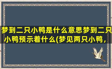 梦到二只小鸭是什么意思梦到二只小鸭预示着什么(梦见两只小鸭，预示着什么？这是你需要知道的！)