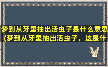 梦到从牙里抽出活虫子是什么意思(梦到从牙里抽出活虫子，这是什么预兆？)