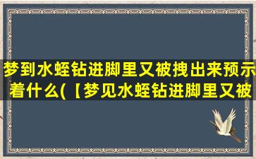 梦到水蛭钻进脚里又被拽出来预示着什么(【梦见水蛭钻进脚里又被拽出，预示着什么？】)