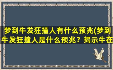 梦到牛发狂撞人有什么预兆(梦到牛发狂撞人是什么预兆？揭示牛在梦中的象征含义与寓意)