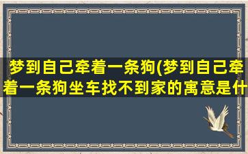 梦到自己牵着一条狗(梦到自己牵着一条狗坐车找不到家的寓意是什么)