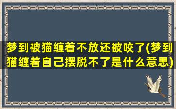 梦到被猫缠着不放还被咬了(梦到猫缠着自己摆脱不了是什么意思)