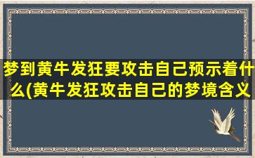 梦到黄牛发狂要攻击自己预示着什么(黄牛发狂攻击自己的梦境含义是什么？如何分析？)