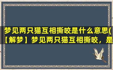 梦见两只猫互相撕咬是什么意思(【解梦】梦见两只猫互相撕咬，是什么寓意？)