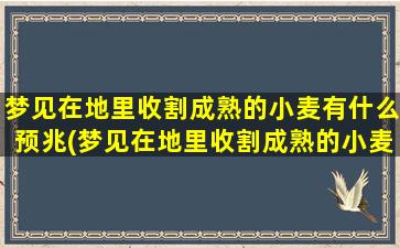 梦见在地里收割成熟的小麦有什么预兆(梦见在地里收割成熟的小麦预示着什么？原来如此！)