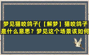 梦见猫咬鸽子(【解梦】猫咬鸽子是什么意思？梦见这个场景该如何解读？)