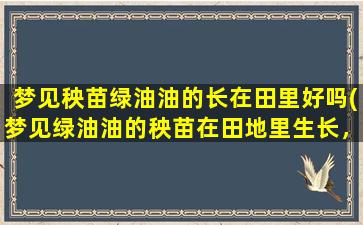 梦见秧苗绿油油的长在田里好吗(梦见绿油油的秧苗在田地里生长，预示着好兆头)