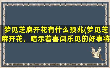 梦见芝麻开花有什么预兆(梦见芝麻开花，暗示着喜闻乐见的好事将降临！)