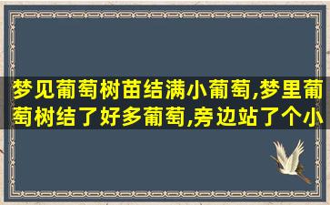 梦见葡萄树苗结满小葡萄,梦里葡萄树结了好多葡萄,旁边站了个小男孩