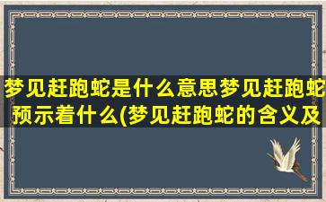 梦见赶跑蛇是什么意思梦见赶跑蛇预示着什么(梦见赶跑蛇的含义及预示是什么？)