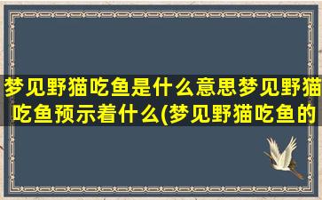 梦见野猫吃鱼是什么意思梦见野猫吃鱼预示着什么(梦见野猫吃鱼的含义及预示，解梦达人告诉你)